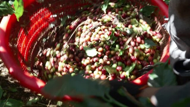 Coffee picker sieving fruit harvest and removing leaves from container