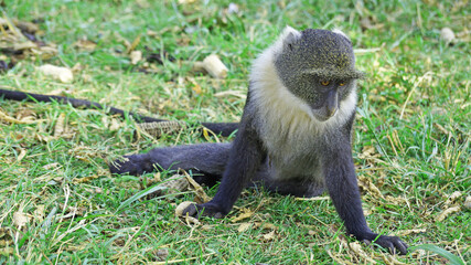 Blue monkeys spend time playing and searching for food in the forests of Kenya. Rare animals in Nairobi Park