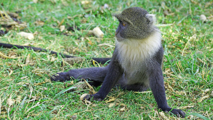 Blue monkeys spend time playing and searching for food in the forests of Kenya. Rare animals in Nairobi Park