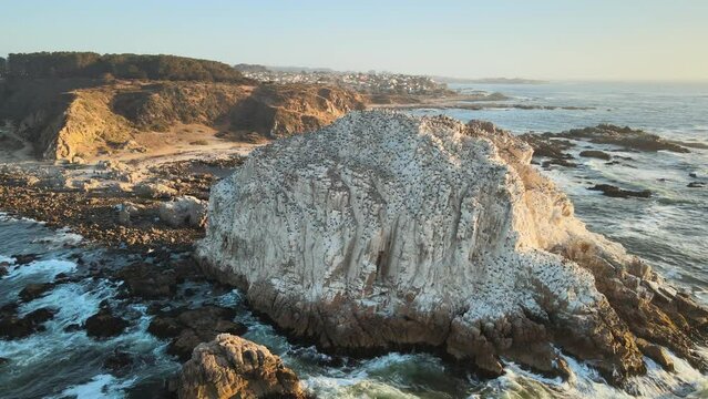 Aerial orbit of birds resting in Pe&ntilde;a Blanca rocky islet and sea waves hitting the shore at sunset, El Canelillo beach, Chile