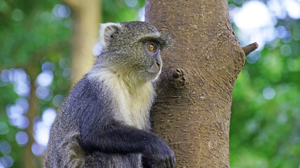 Blue monkeys spend time playing and searching for food in the forests of Kenya. Rare animals in Nairobi Park