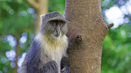 Blue monkeys spend time playing and searching for food in the forests of Kenya. Rare animals in...