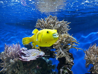 Poisson jaune heureux