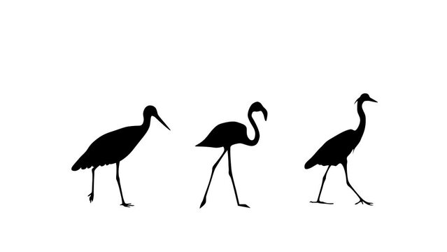 Animation with stork, heron and flamingo walking on the white background