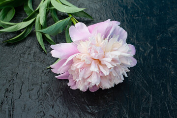 peony flower, white pink flower, garden flower, frame, background, garden plants flowers, place for text