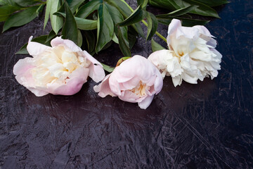 peony flower, white pink flower, garden flower, frame, background, garden plants flowers, place for text