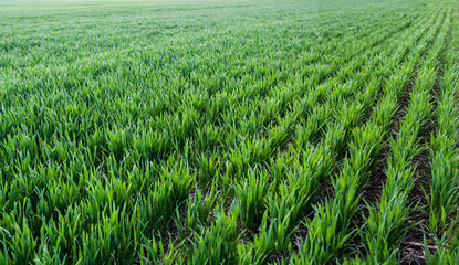 rows of green young shoots , the concept of agriculture, planted wheat or rye field