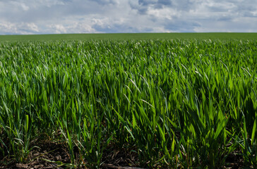 young sprouts, sowing wheat close up and beautiful sky with clouds in the background