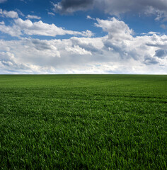Fototapeta premium green field of young shoots , the concept of agriculture, planted wheat or rye field and picturescue sky with clouds at springtime