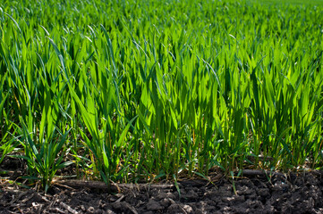 Green spring wheat crops, sprouts, close up, spring agriculture