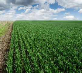 rows of green young shoots , the concept of agriculture, planted wheat or rye field and sky with...