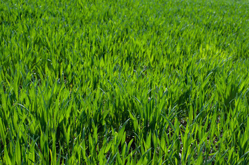 Fototapeta premium green sprouts of winter wheat or rye fragment at early spring close up