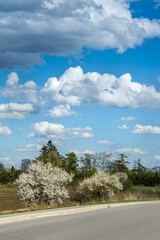 Fototapeta premium spring landscape with flowering trees near road and picturescue sky with clouds at springtime