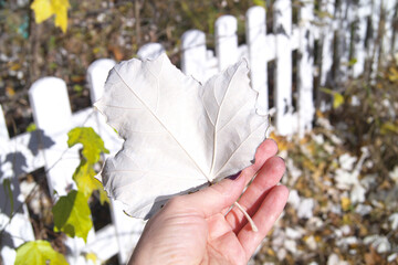 A leaf of a pyramidal poplar with the reverse side in your hand