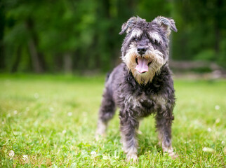 A Miniature Schnauzer dog standing outdoors and panting