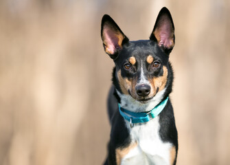 Naklejka na ściany i meble A tricolor Australian Cattle Dog mixed breed with large ears and wearing a blue martingale collar