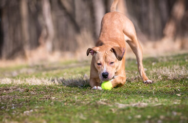 A Retriever x Pit Bull Terrier mixed breed dog in a play bow position with a ball between its paws