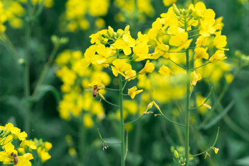 field of yellow flowers