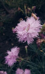 Dianthus plumarius