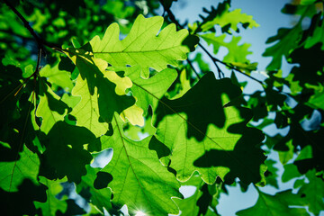 Green foliage of oak tree against the blue sky on summer day. Abstract leafy background. View from below.
