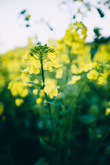 flowers in the spring