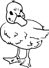 Little duck vector hand drawn
