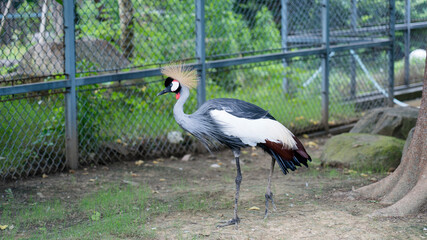 grey crowned crane