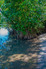 hojas verdes y raíces de arboles manglares 