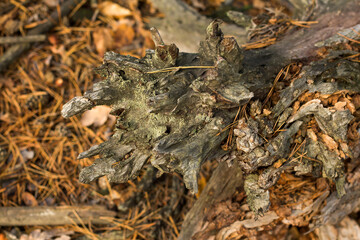 bark of an old tree