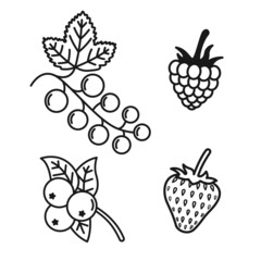 Vector contour drawing set of berry. Raspberries and strawberries, blueberries and currants. Packaging template. Bio berry tea, natural organic healthy food product.