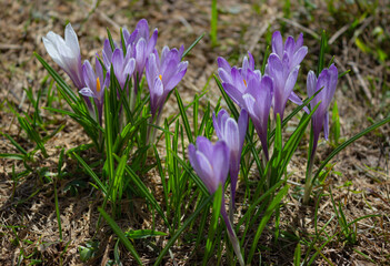 Wild crocus flowers in the middle of the dry grass.