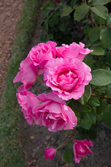 Closeup view of Rosa McCartney flowers of pink petals, blooming in the garden in spring.