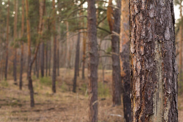 pine trunk in the woods