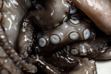 octopus is raw, ready to cook. Creative concept of healthy food with photos of delicious seafood from octopus. Close-up of a fresh raw octopus. seafood delicacy.