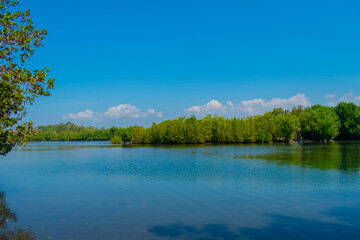 rio con arboles de manglares 