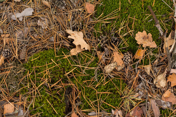 moss leaves cones autumn