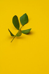 A branch of a green plant on a yellow background