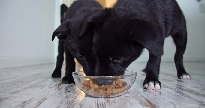 two dark hungry and happy puppies run around the house to start eating their favorite food. dog food in a clear, glass plate. dog food from metal bowl, concept of online shop delivery for pets