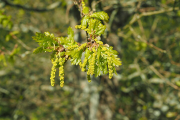 Blüte der Stiel-Eiche