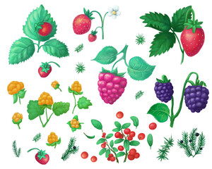 strawerry fruits on the branch.