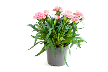 Fototapeta na wymiar Pink carnation in a grey pot isolated on a white background. A pot with flowers.Gardening.