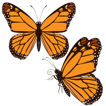Butterflies Danaus plexippus, isolated on white background. Clip art, vector.