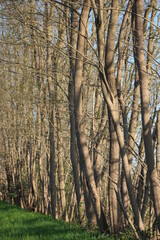 arbre foret  chablis foudre coucher de soleil