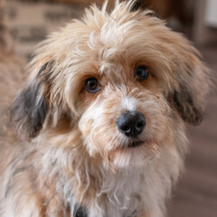 aussiedoodle - aussiepoo