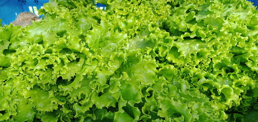 Green lettuces background