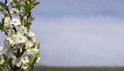flowering fruit tree against the blue sky in spring. place for writing in the garden