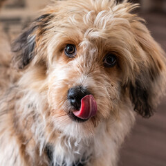 aussiedoodle - aussiepoo