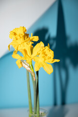 Bouquet of daffodils in vase on table against color background. Fresh spring flowers