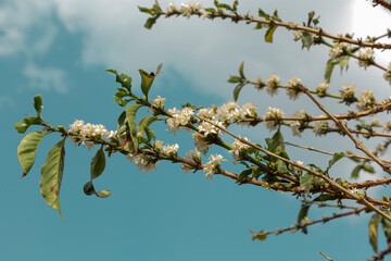 Varginha, Minas Gerais, Brasil: coffee flower plantation