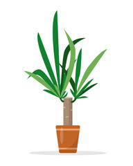 Decorative houseplant Yucca tree in flower pot isolated. Common yucca, filamentosa, aloifolia, aloe yucca, dagger plant. Flat or cartoon icon vector illustration for home decor and botanical design.
